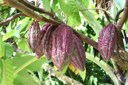 Autoridades y productores agropecuarios se comprometen en cumplir normativas internacionales para el cacao orgánico
