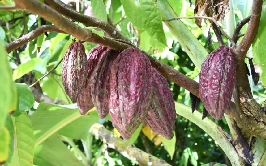 Autoridades y productores agropecuarios se comprometen en cumplir normativas internacionales para el cacao orgánico