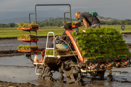 Inician proyecto de arroz sostenible para fortalecer la producción en el Bajo Yuna