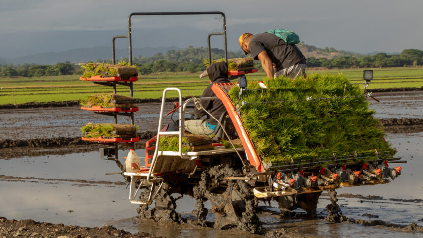 Inician proyecto de arroz sostenible para fortalecer la producción en el Bajo Yuna