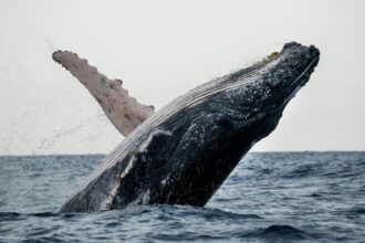 Condé Nast Traveler recomienda a la Bahía de Samaná para las vacaciones de primavera