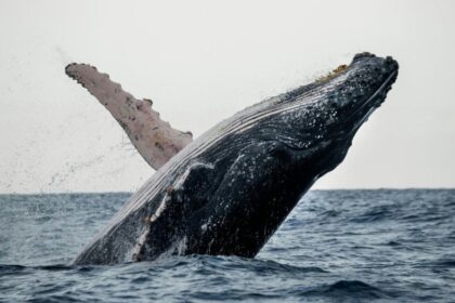 Condé Nast Traveler recomienda a la Bahía de Samaná para las vacaciones de primavera