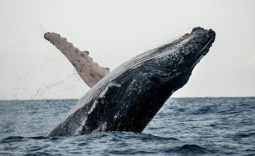 Condé Nast Traveler recomienda a la Bahía de Samaná para las vacaciones de primavera