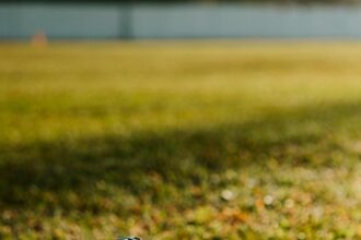 Datos curiosos del Súper Bowl 2026