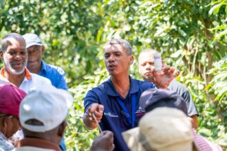 Productores de aguacate Hass en Elías Piña República Dominicana