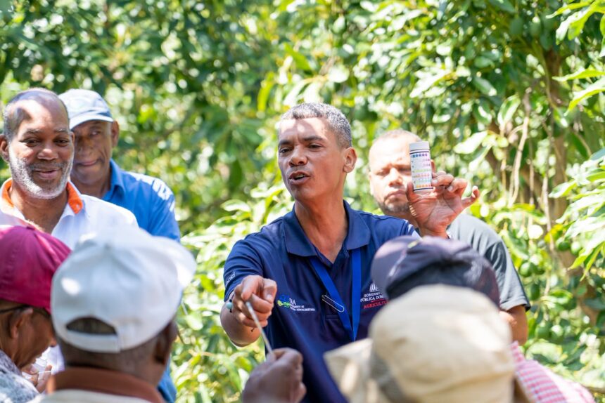Productores de aguacate Hass en Elías Piña República Dominicana
