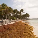 República Dominicana estudia aprovechar el sargazo como recurso energético.