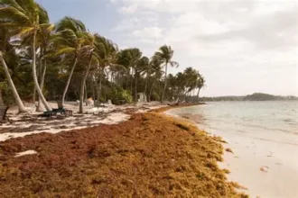 República Dominicana estudia aprovechar el sargazo como recurso energético.
